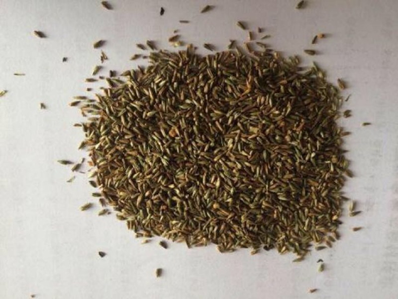 牛膝种子