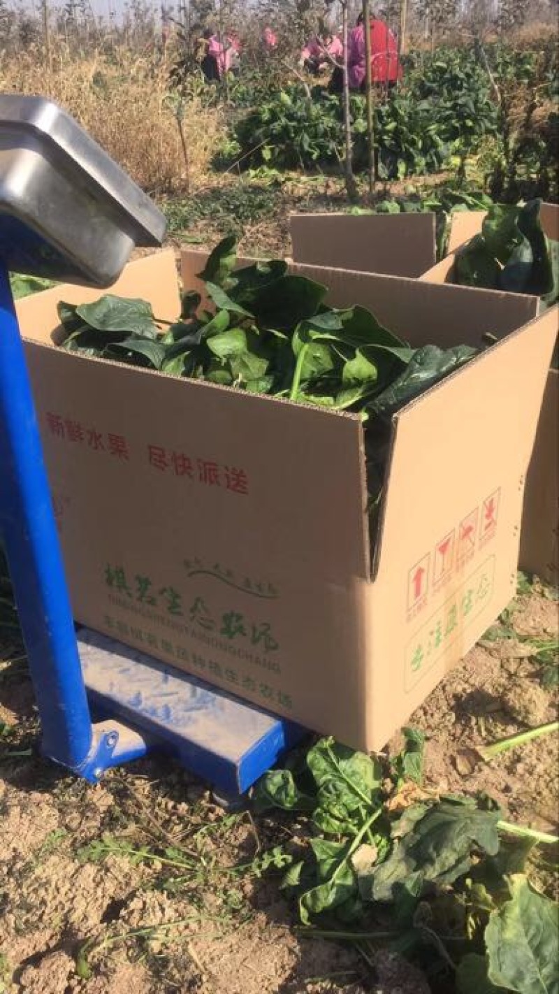 大叶菠菜20~25厘米