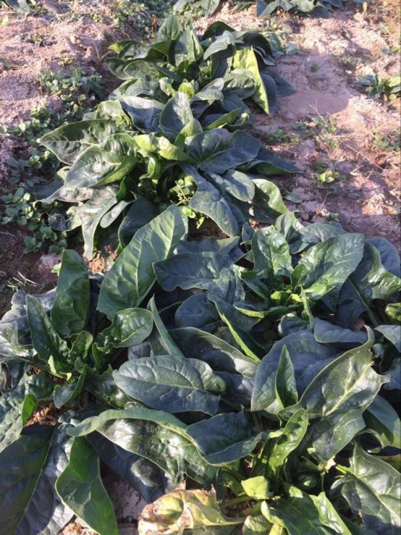 大叶菠菜20~25厘米