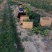 大叶菠菜20~25厘米