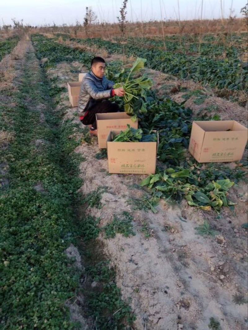 大叶菠菜20~25厘米
