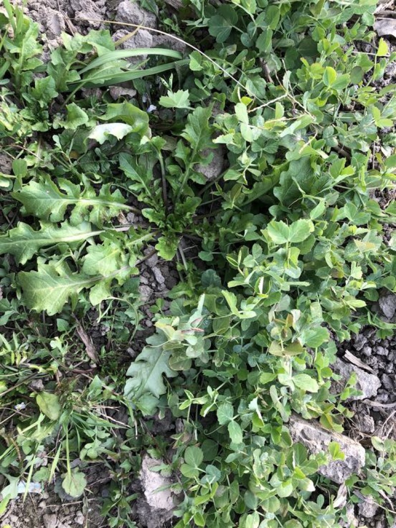 荠菜5~10cm