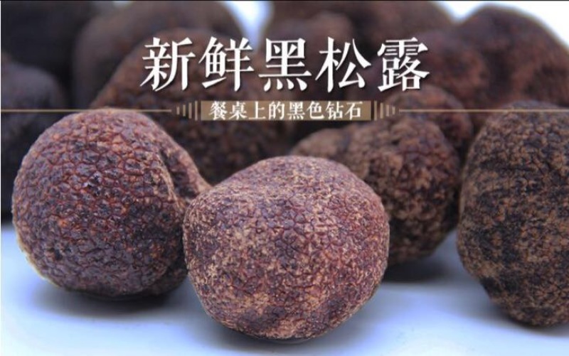 块菌