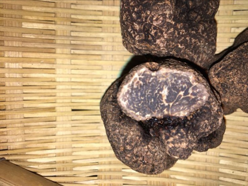 块菌
