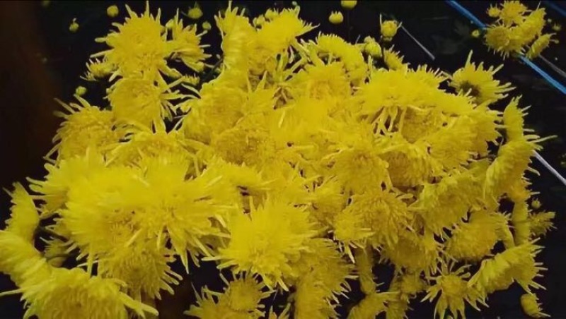 菊花茶特级