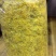 菊花茶特级