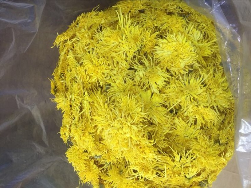 菊花茶特级
