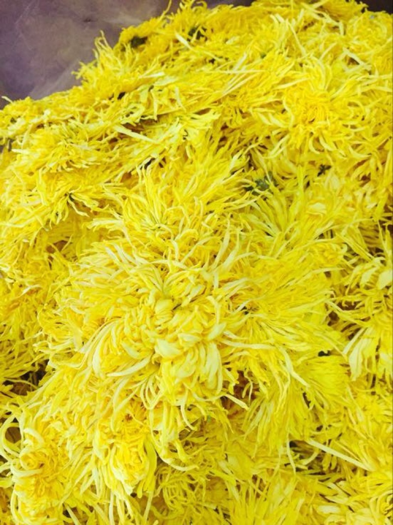 菊花茶特级