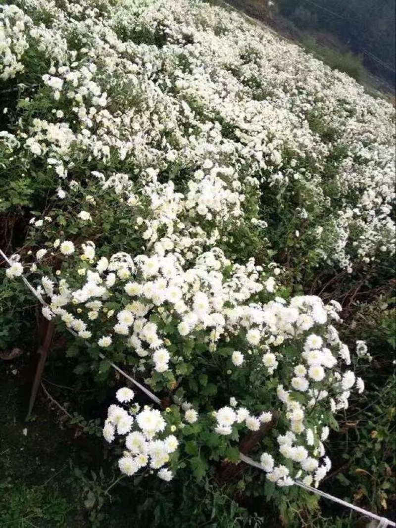 菊花茶特级