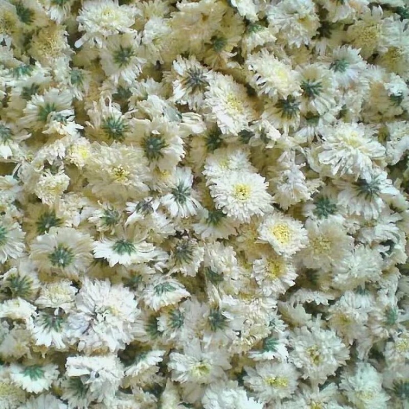 菊花茶特级