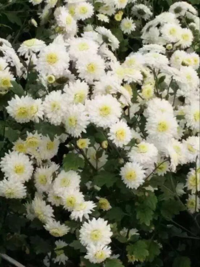 菊花茶特级