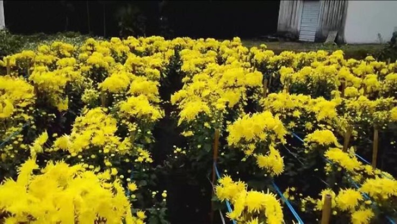 菊花茶特级