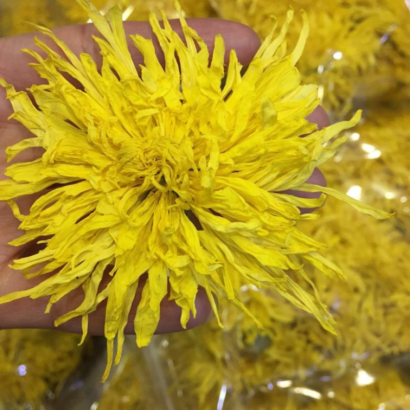菊花茶特级