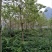 秋枫261~300cm