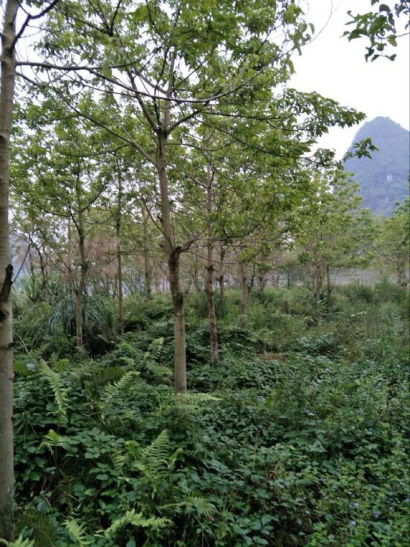 秋枫261~300cm