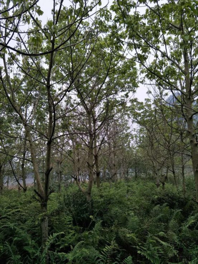 秋枫261~300cm