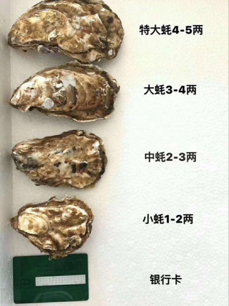 山东乳山蚝，三倍体刺身蚝，全规格有货，一手货源常年供应