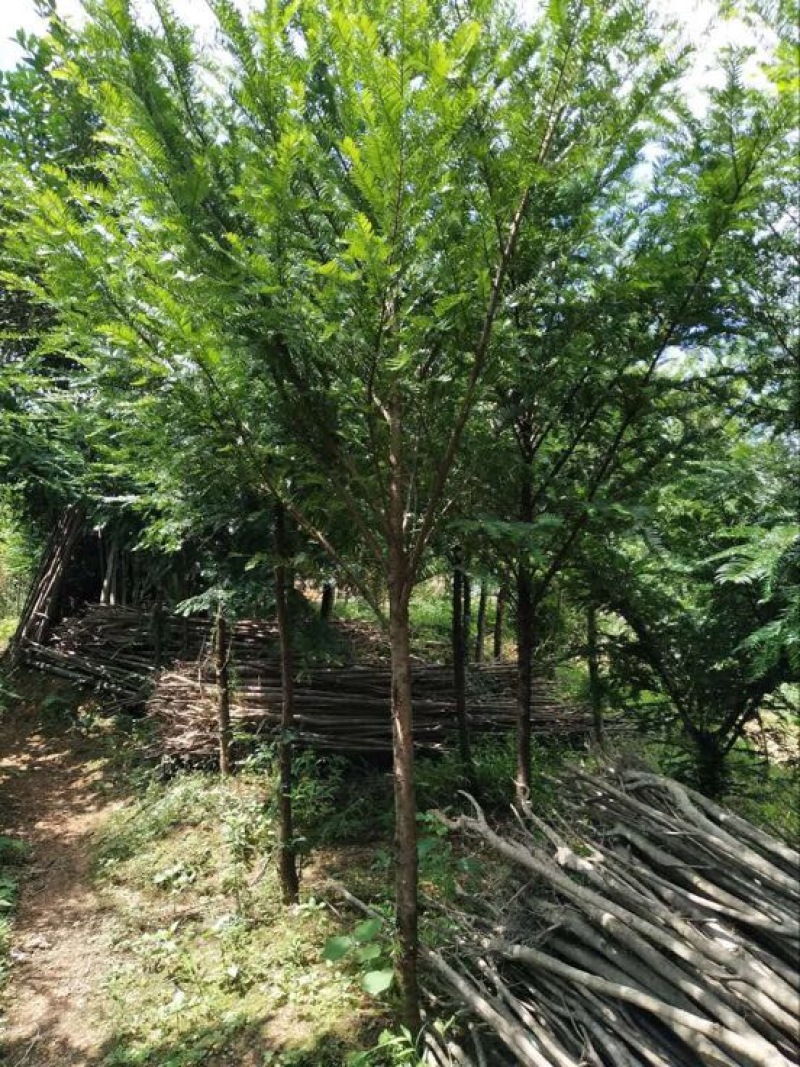 八月桂10~12cm2.5~3米2~3米