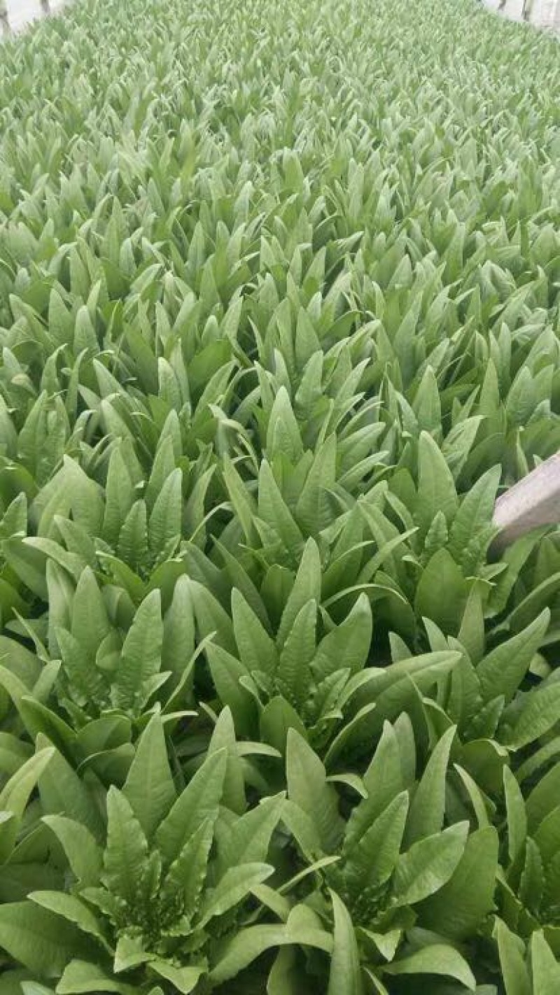 油麦菜25~30cm以上