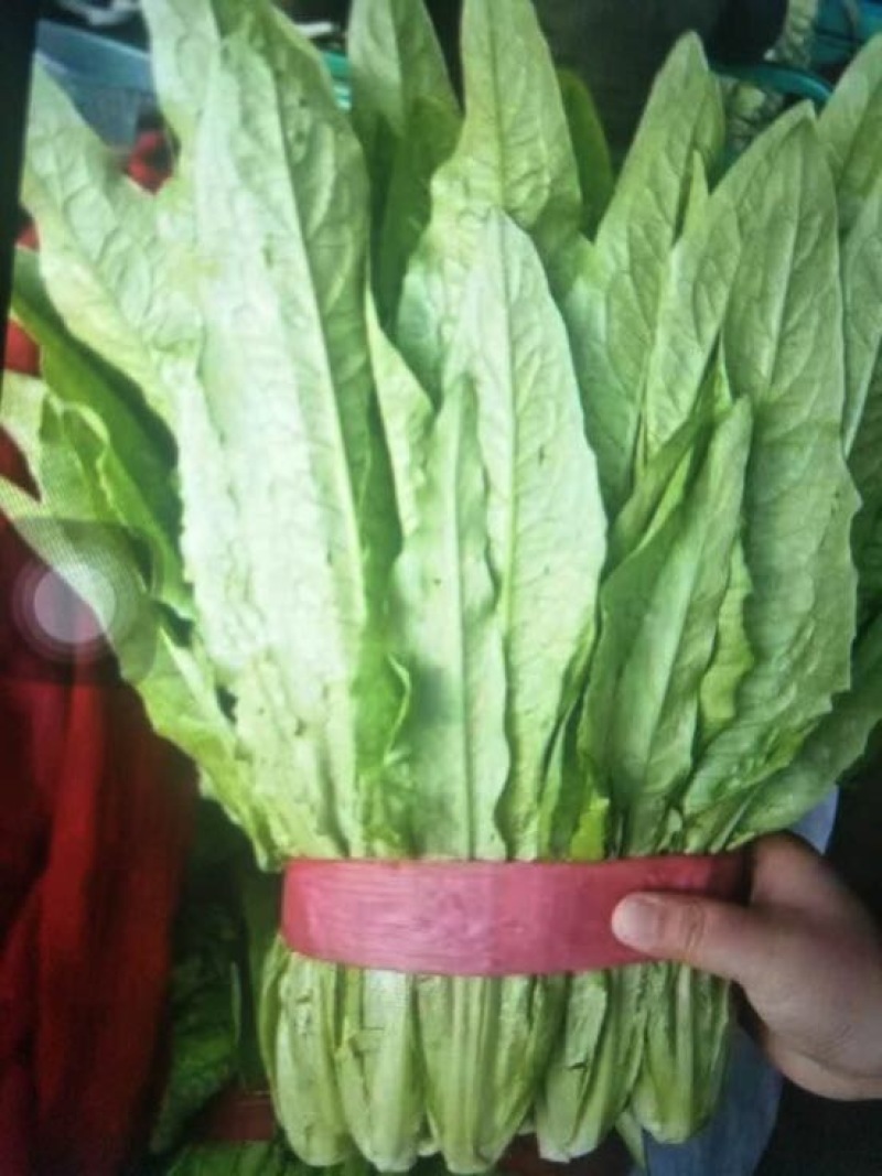 油麦菜25~30cm以上