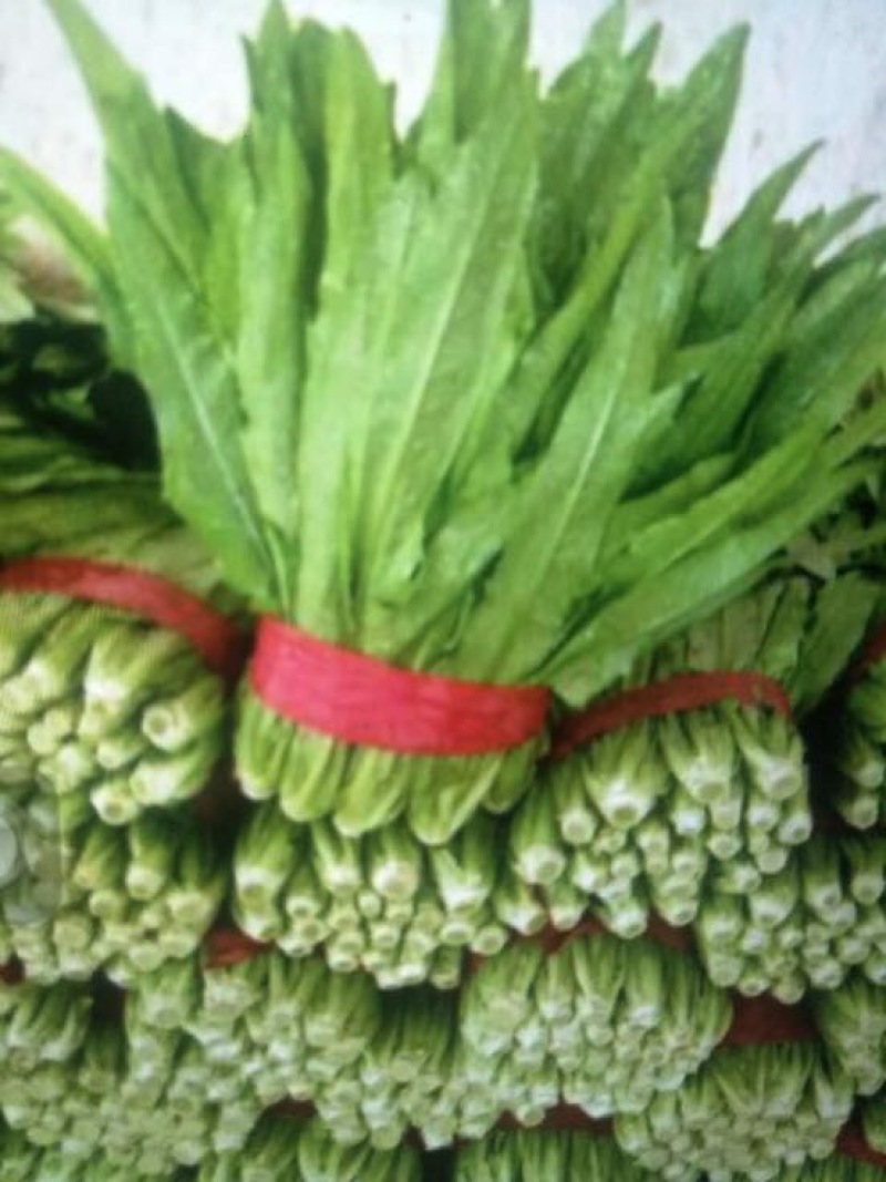 油麦菜25~30cm以上