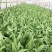 油麦菜25~30cm以上