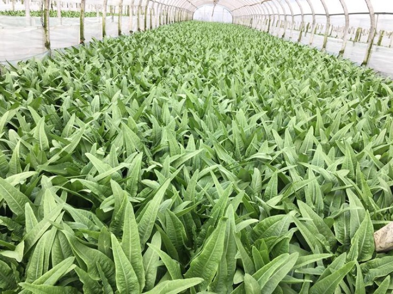 油麦菜25~30cm以上