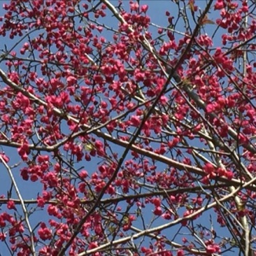 山樱花4~6cm