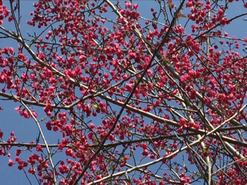 山樱花4~6cm