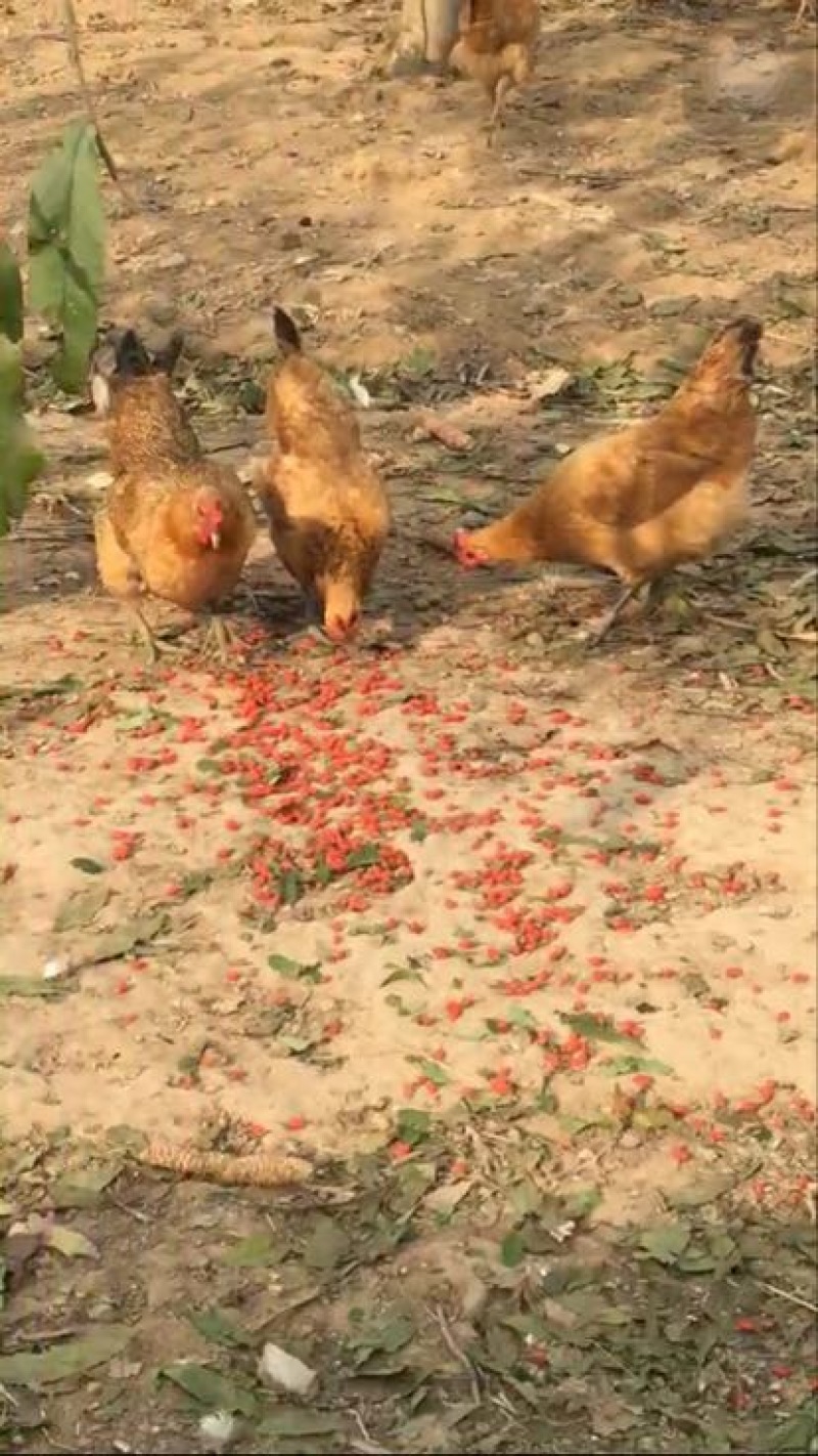 江苏徐州云龙区养殖场直供土鸡蛋50~60g食用