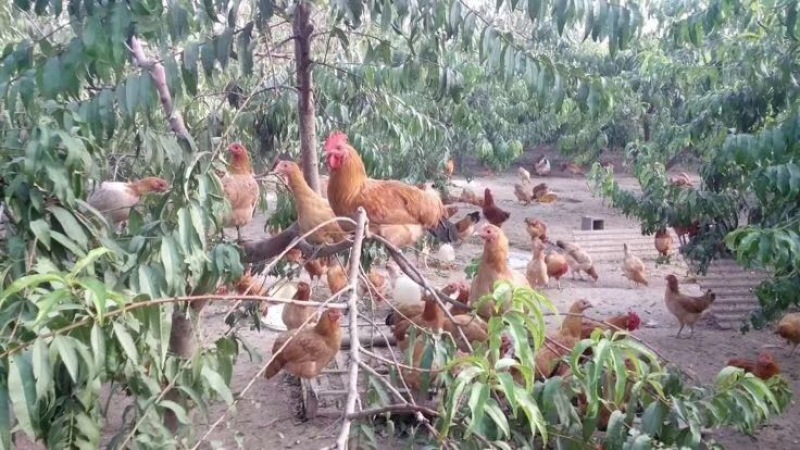 江苏徐州云龙区养殖场直供土鸡蛋50~60g食用
