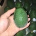 牛油果180~200g