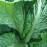 棒菜圆叶棒菜。花叶棒菜四川绵阳。各种做工