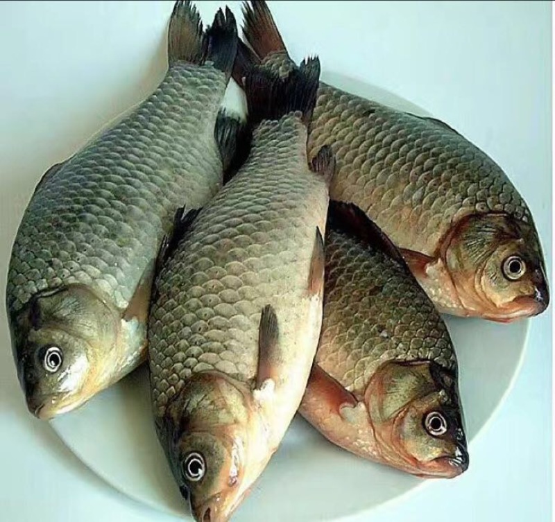 鲫鱼食用
