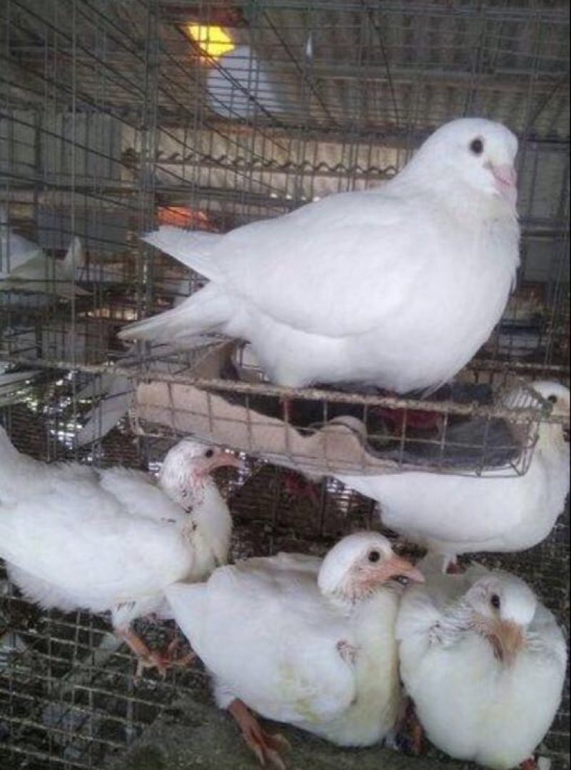 种鸽