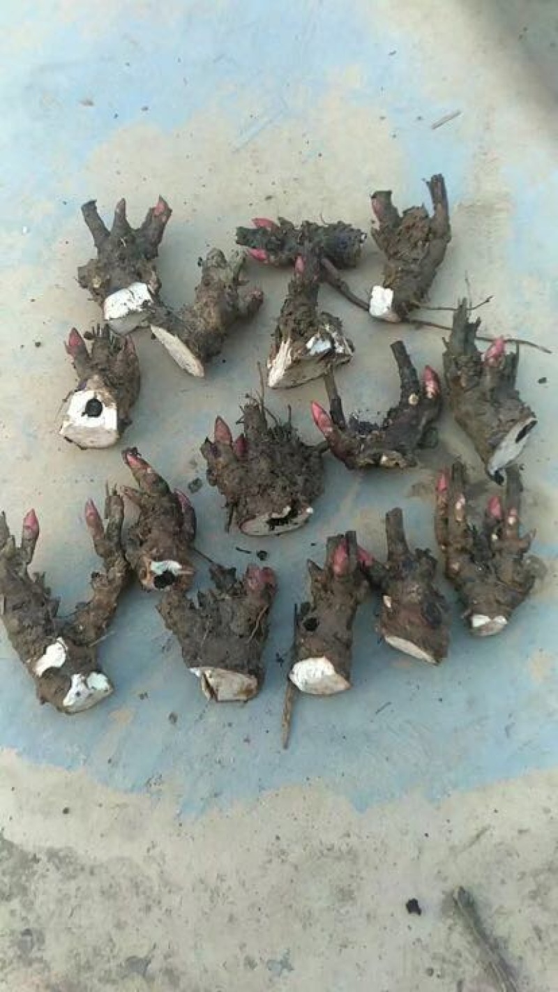 白芍种苗