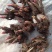 白芍种苗
