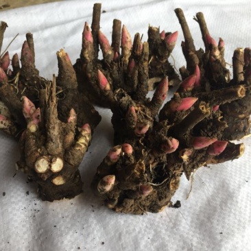 白芍种苗