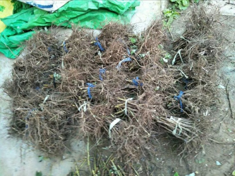 树莓苗10~30cm