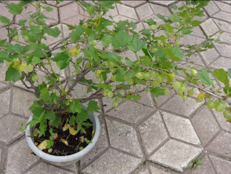 树莓苗10~30cm