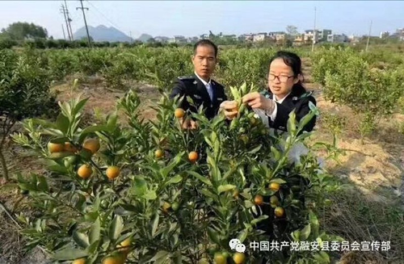 金桔1.5cm以下