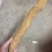 种植牛大力大薯，够大够靓。（大叶品种）