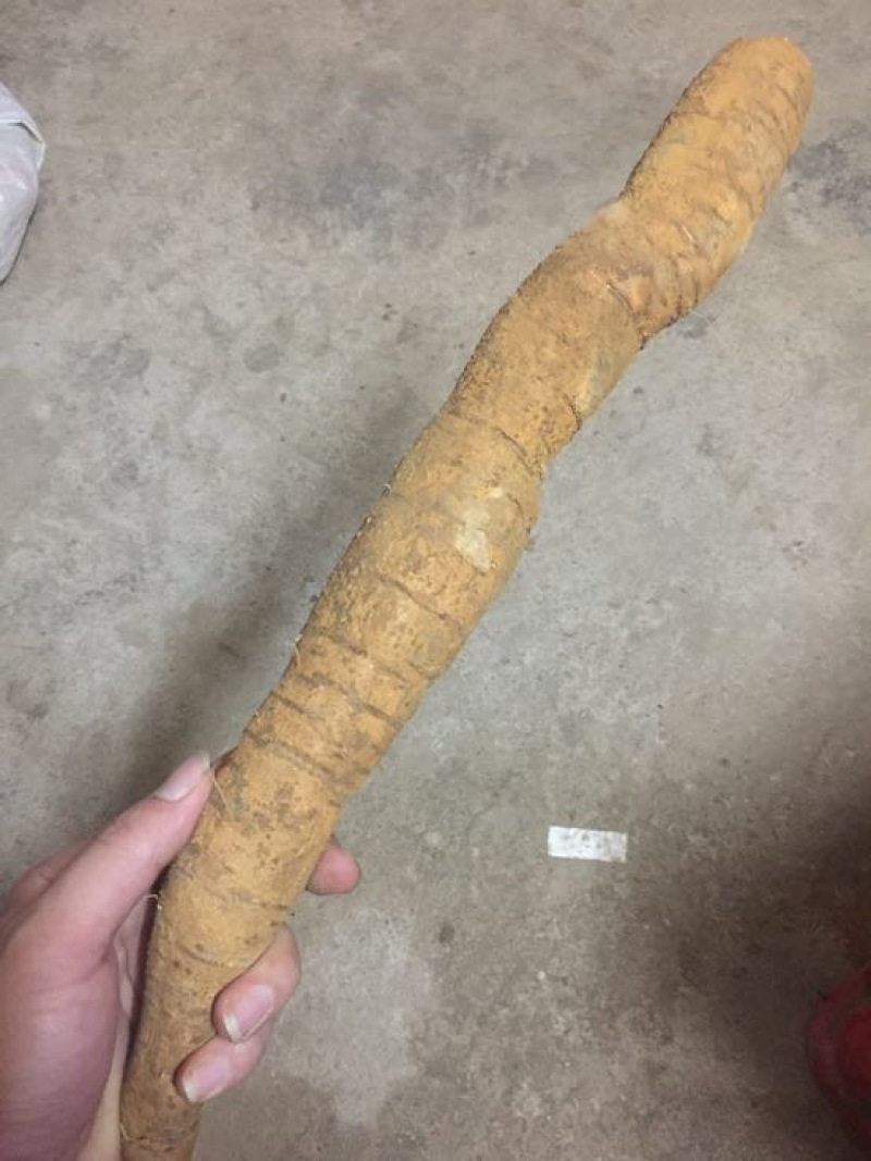种植牛大力大薯，够大够靓。（大叶品种）