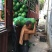 椰青5~6斤