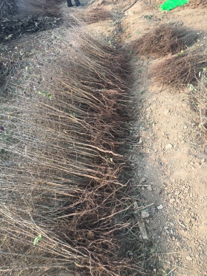 花根杜梨苗嫁接梨树的占木教技术供应各种规格
