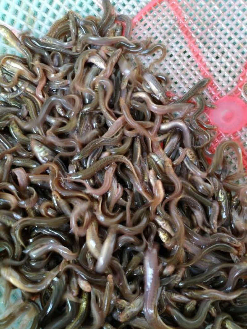 泥鳅苗台湾泥鳅苗高产量