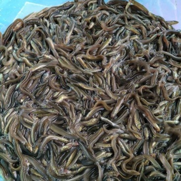 泥鳅苗台湾泥鳅苗高产量