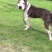 重庆地区长期繁殖大中小川东杜高比特马犬黑狼出售