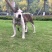 重庆地区长期繁殖大中小川东杜高比特马犬黑狼出售