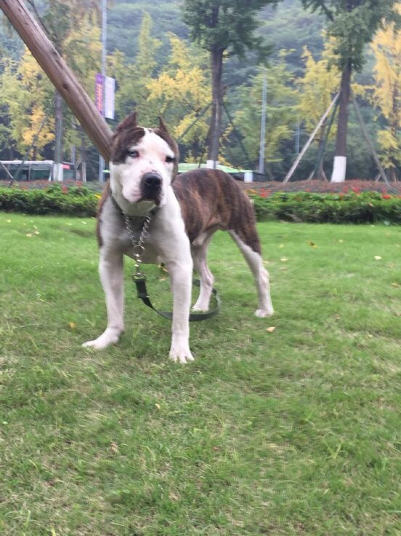 重庆地区长期繁殖大中小川东杜高比特马犬黑狼出售